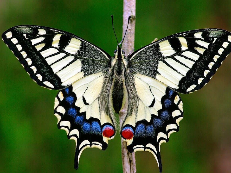 An Old World swallowtail butterfly with yellow and black wings resting on a stem