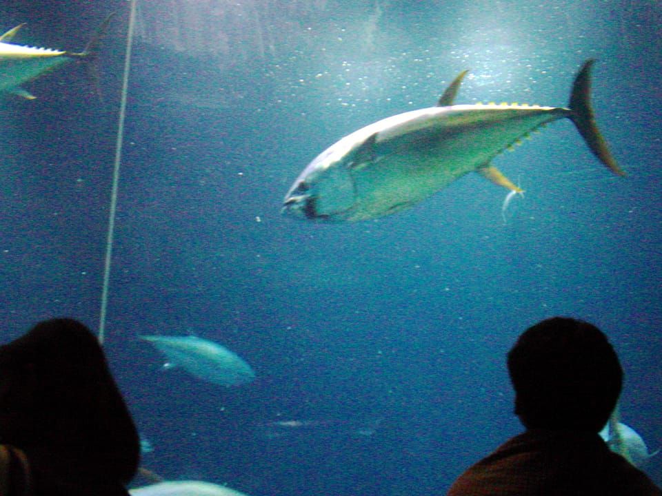 A Pacific bluefin tuna swimming past visitors in a large aquarium tank