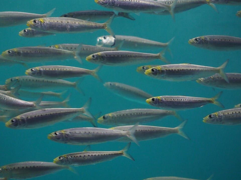 A school of Pacific sardines swimming together