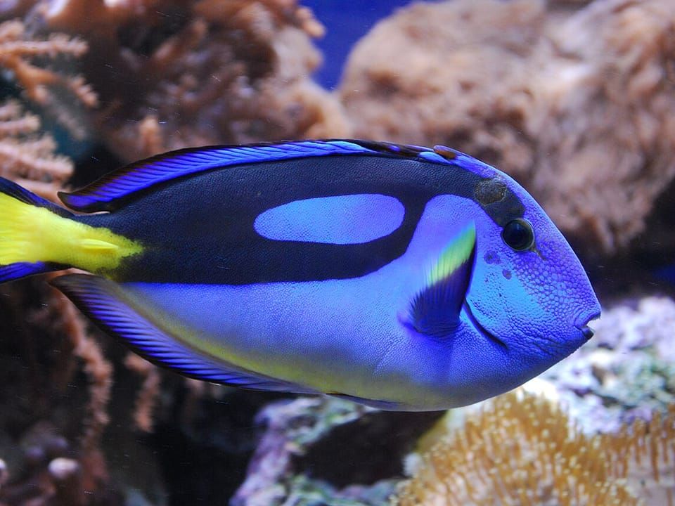 A palette surgeonfish with a royal blue body and a yellow tail