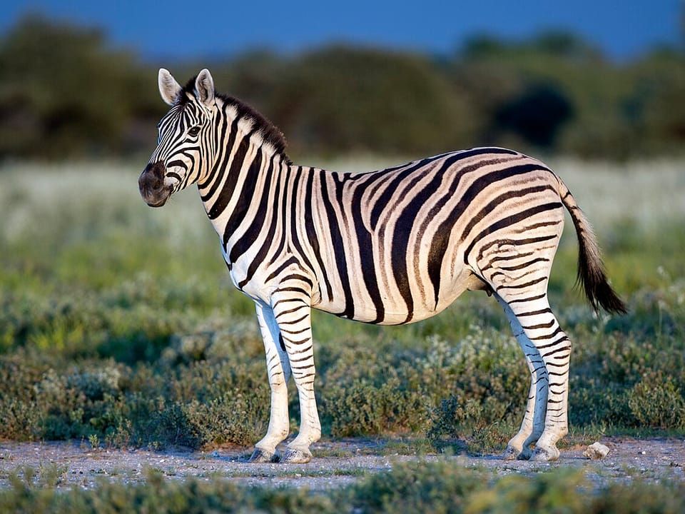 A plains zebra standing on low scrub