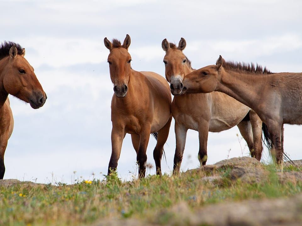 A group of Przewalski's horses with dun coats and upright manes on a grassy ridge