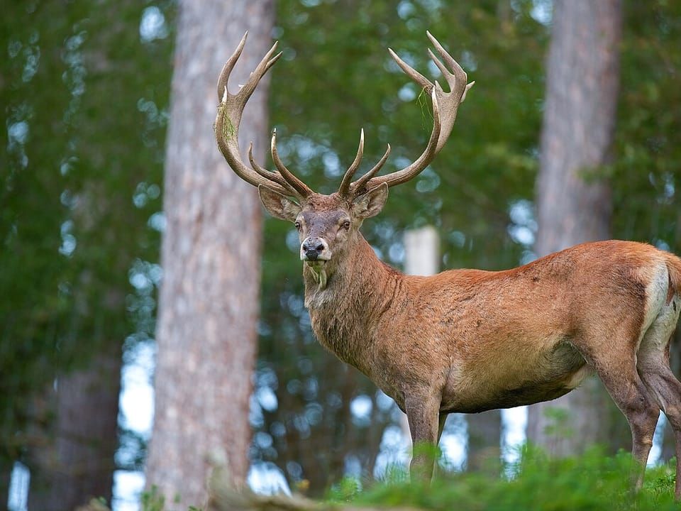 A red deer stag with large antlers standing in a pine forest