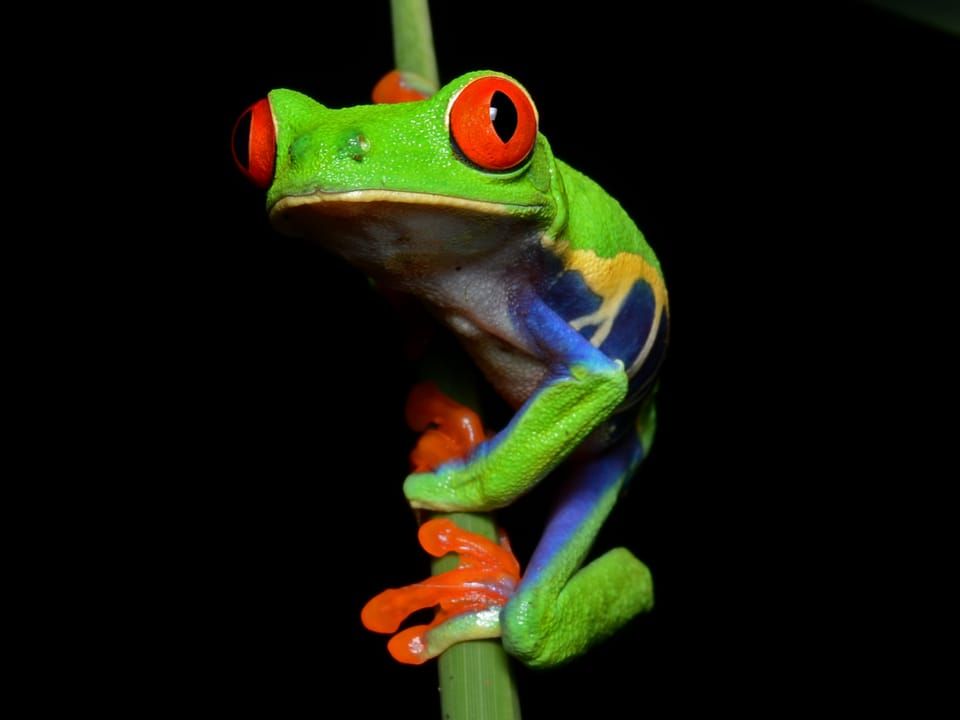 A red-eyed tree frog with a green body and orange feet clinging to a stem