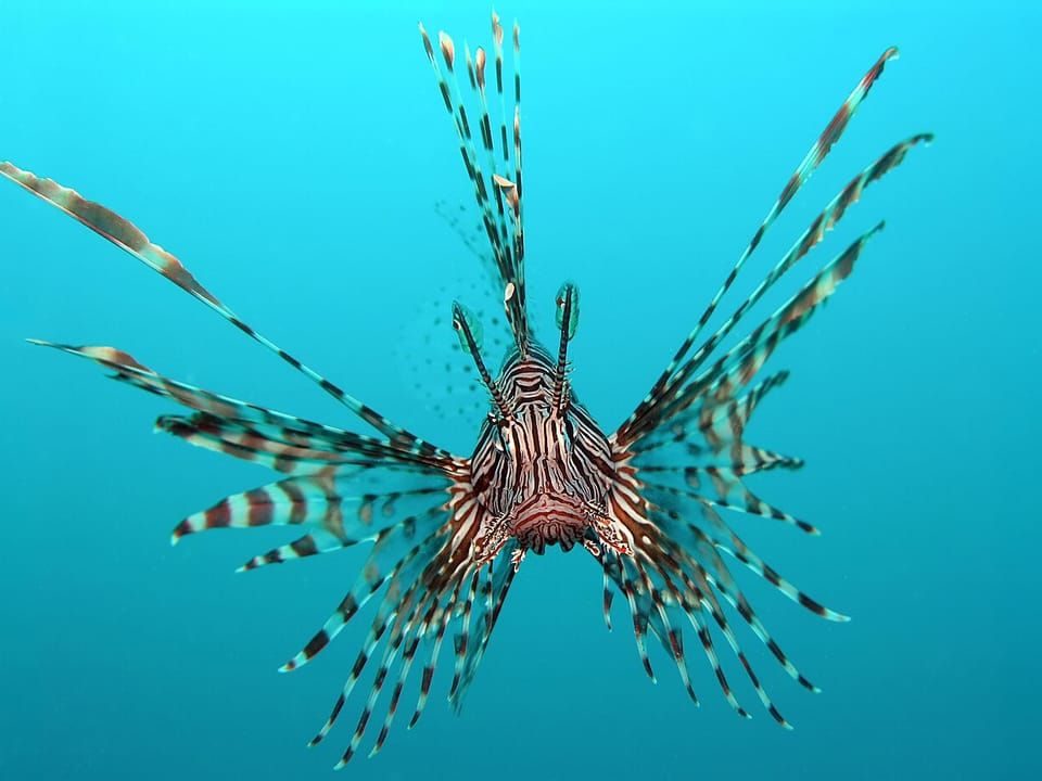 A red lionfish with spread, striped fins in open water