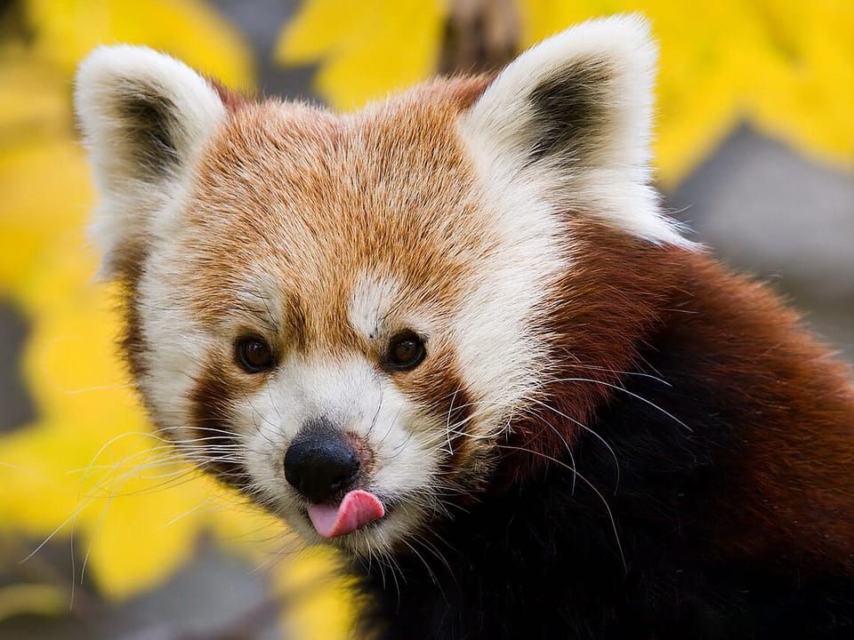 A red panda with its tongue out, against yellow leaves