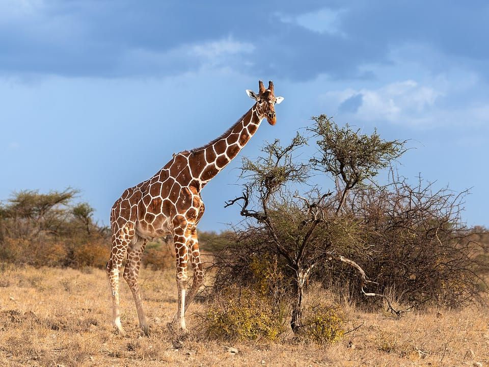A reticulated giraffe standing beside an acacia tree under a blue sky