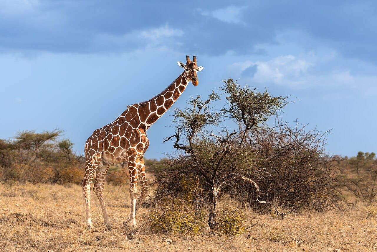 A reticulated giraffe standing beside an acacia tree under a blue sky
