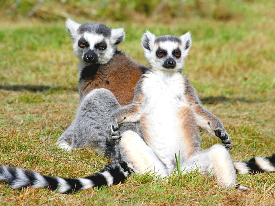 Two ring-tailed lemurs sitting upright on grass with their striped tails behind them