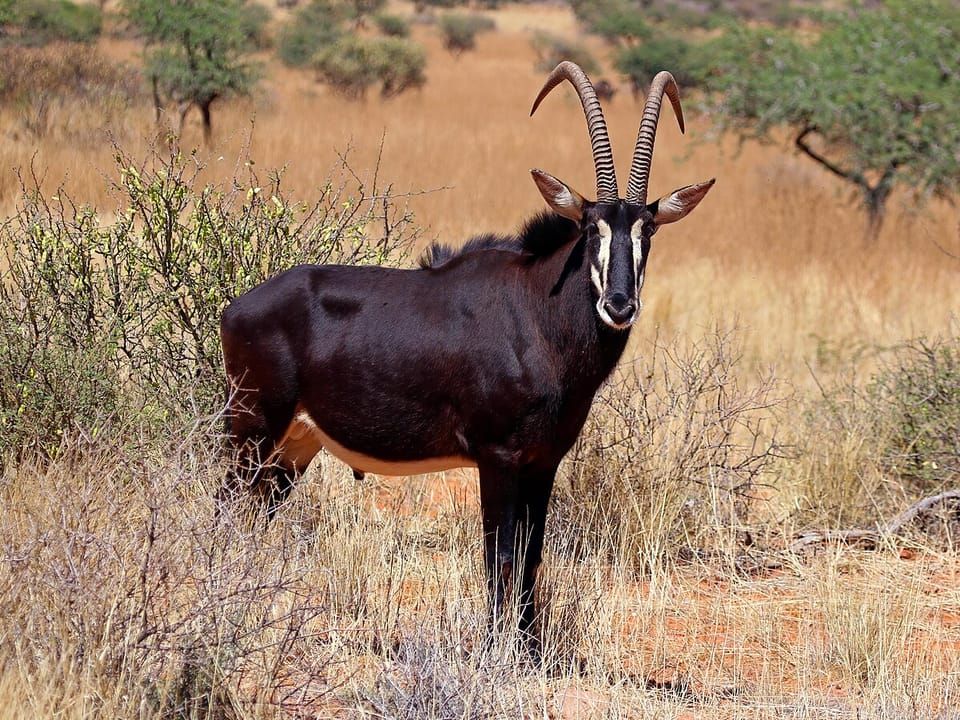 A sable antelope with long curved horns standing in dry grass