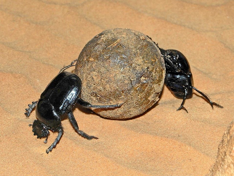 A sacred scarab beetle rolling a ball of dung across sand