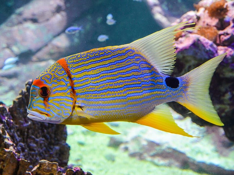 A sailfin snapper with blue and yellow stripes swimming past coral