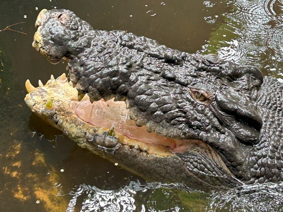 A saltwater crocodile resting in shallow water with its toothy jaws open