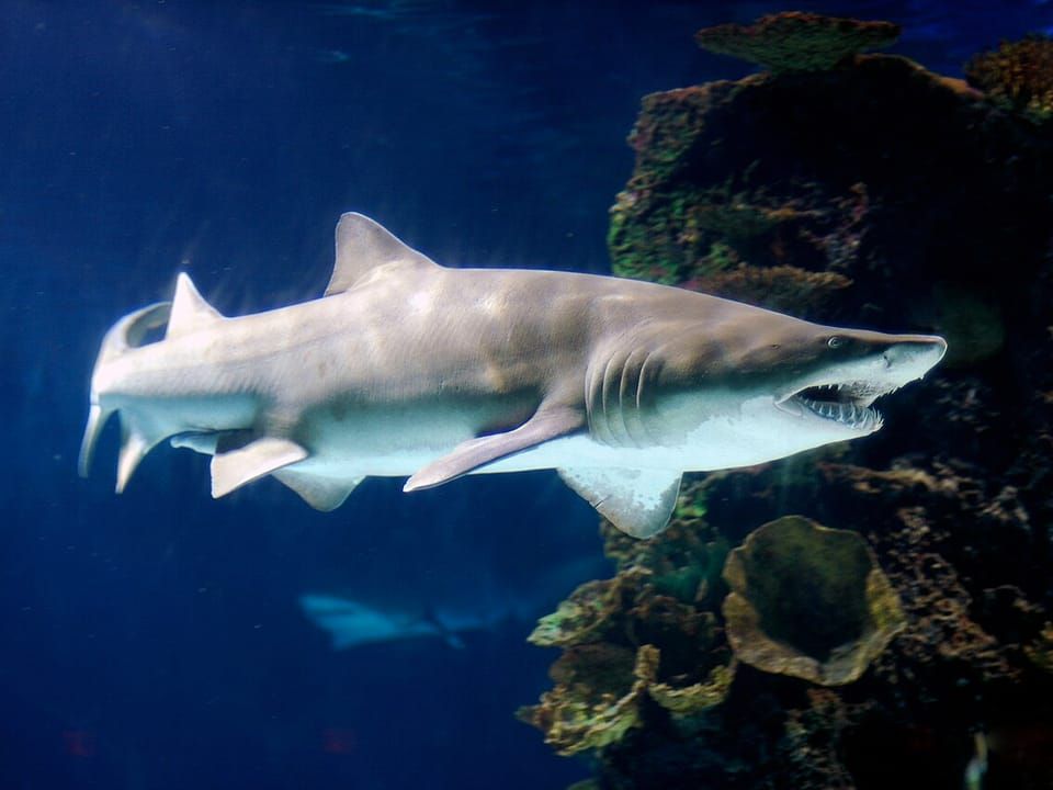 A sand tiger shark with ragged teeth swimming past a reef