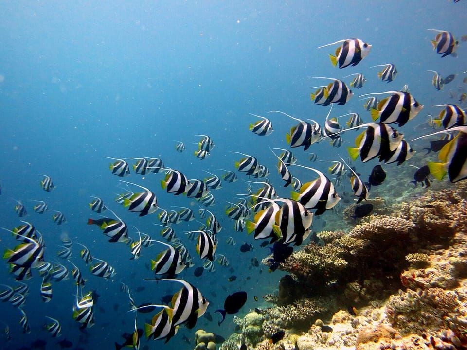 A school of bannerfish with black and white bands swimming over a reef