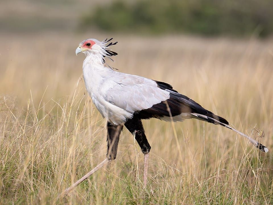 A secretarybird with long legs and a crest walking through grass