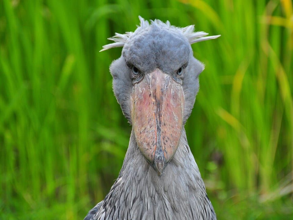 A shoebill facing the camera with its huge, shoe-shaped bill