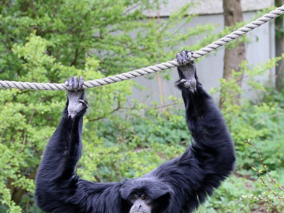 A siamang hanging from ropes by its long arms
