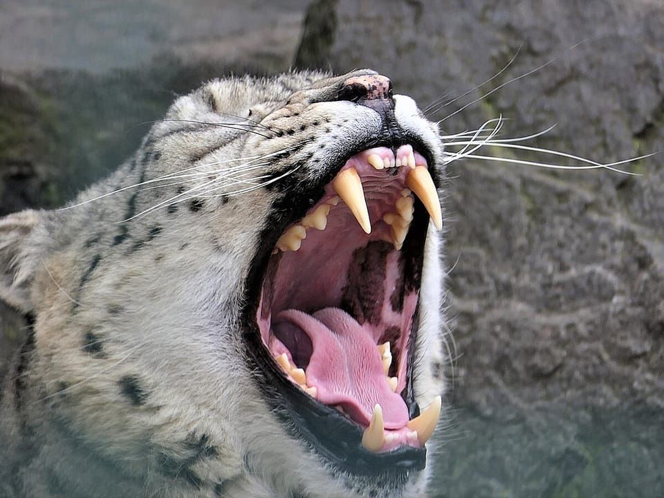 A snow leopard yawning to show its long canine teeth