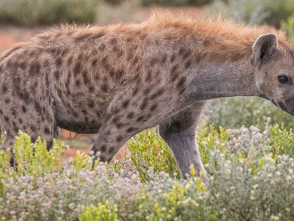 A spotted hyena walking through low flowering scrub