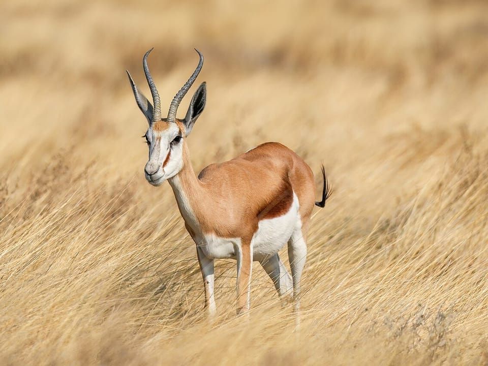 A springbok standing in tall golden grass