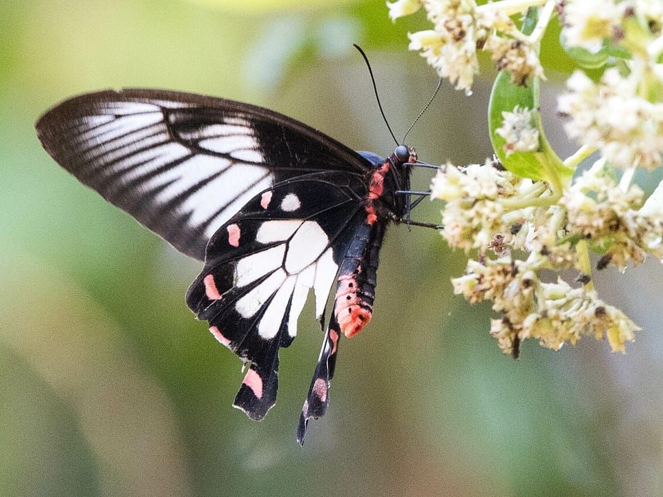 A Sri Lankan rose butterfly with black and white wings and a red body feeding on white flowers