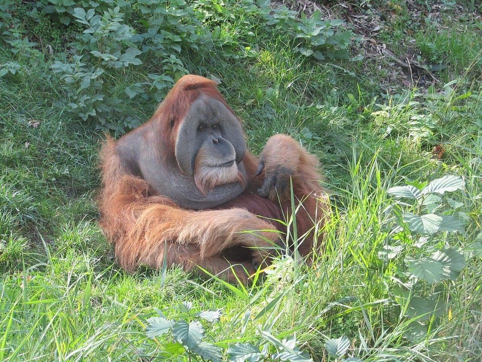 A Sumatran orangutan with long orange hair sitting in grass
