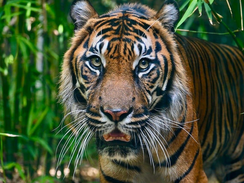 A Sumatran tiger looking straight at the camera from long grass