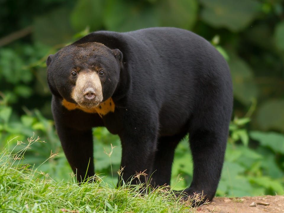 A sun bear with a pale chest patch standing on grass