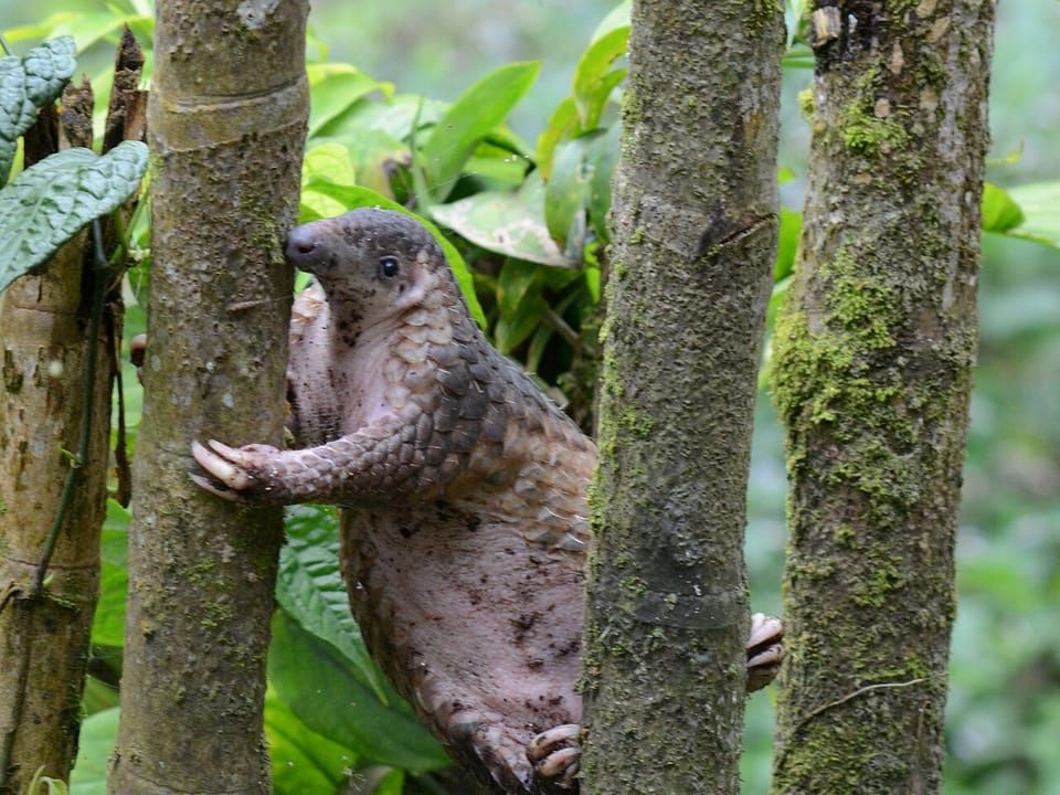 A Sunda pangolin climbing a tree trunk