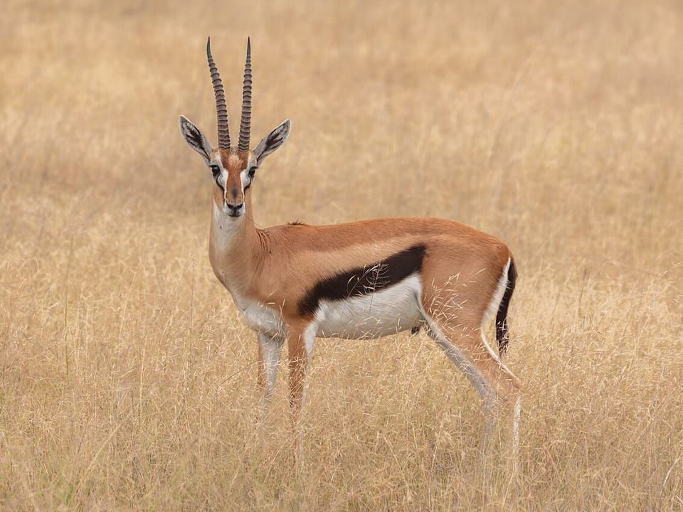 A Thomson's gazelle with a black side stripe standing in dry grass