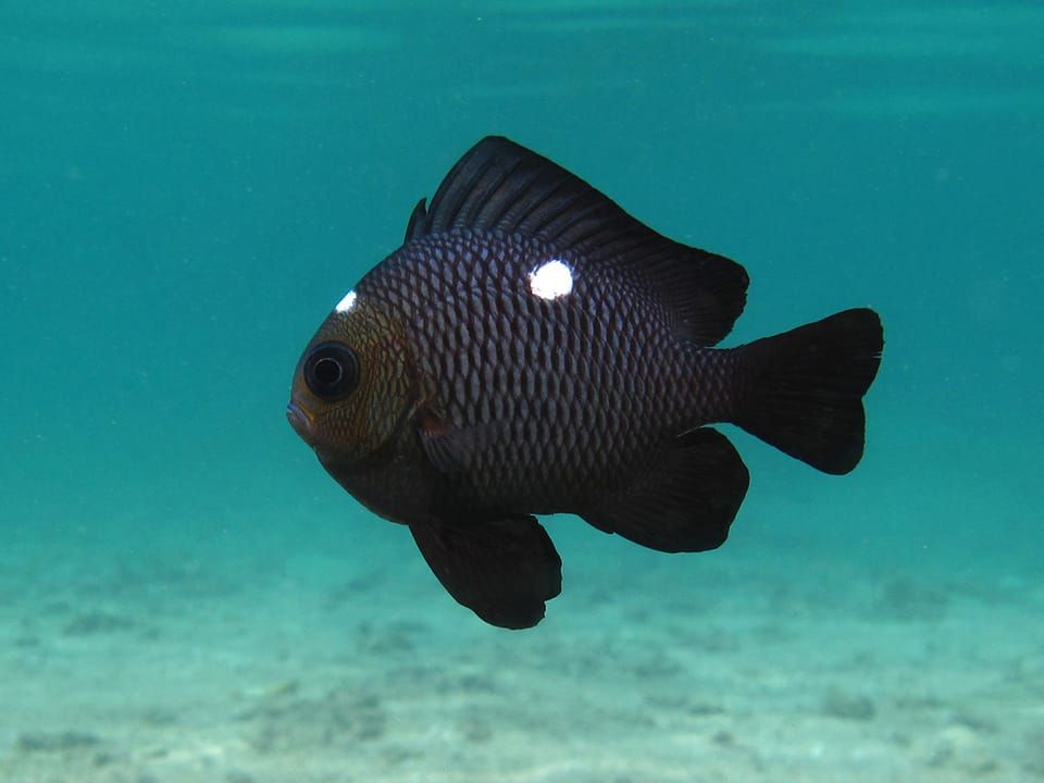 A black threespot damselfish with a white spot on its side