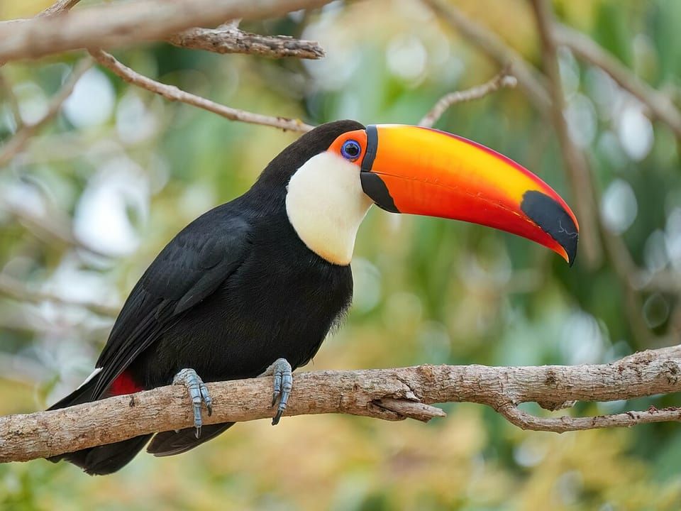 A toco toucan with a large orange bill perched on a branch