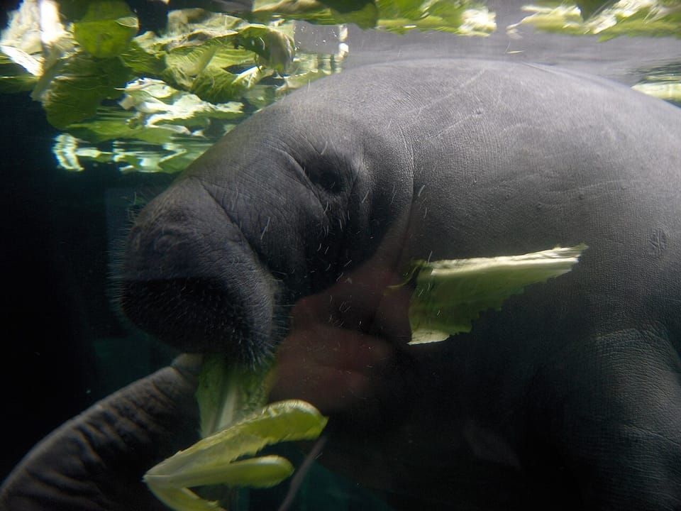A West Indian manatee feeding on plants underwater