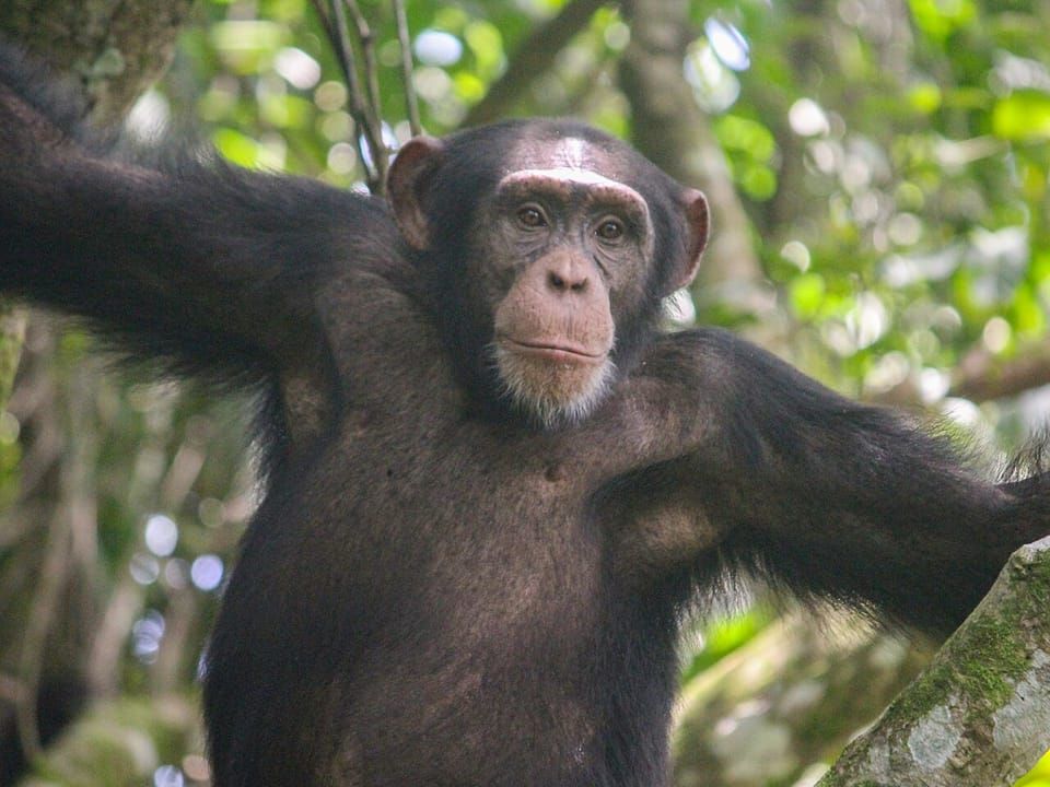 A western chimpanzee sitting in a tree with its arms spread