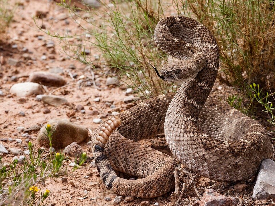 A western diamondback rattlesnake coiled on rocky ground