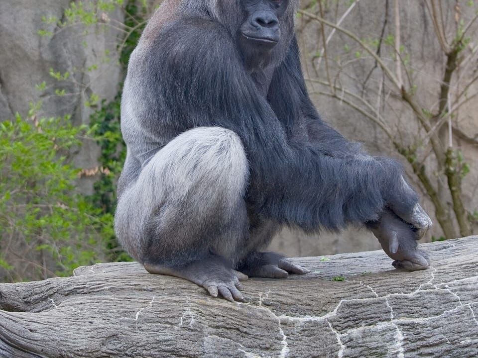 A western lowland gorilla sitting on a rock
