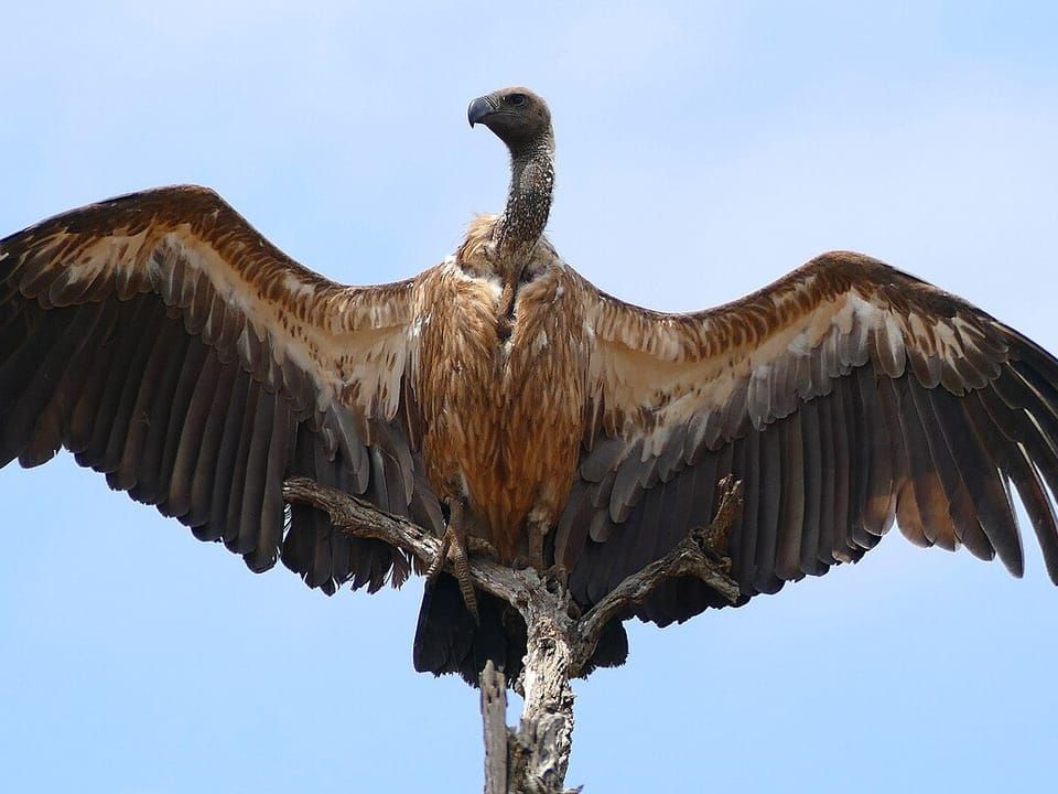 A white-backed vulture perched with its wings spread wide