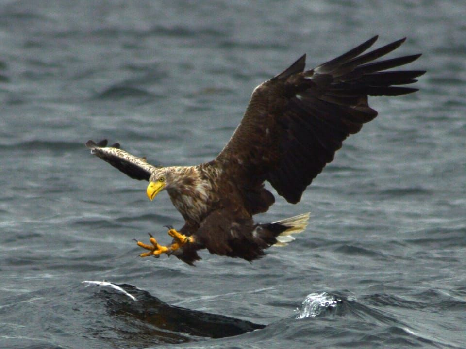 A white-tailed sea-eagle swooping low over water with its talons out
