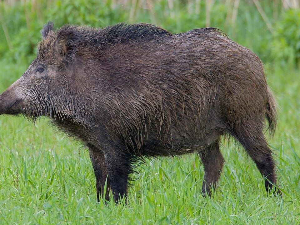 A wild boar with a bristly dark coat walking across grass