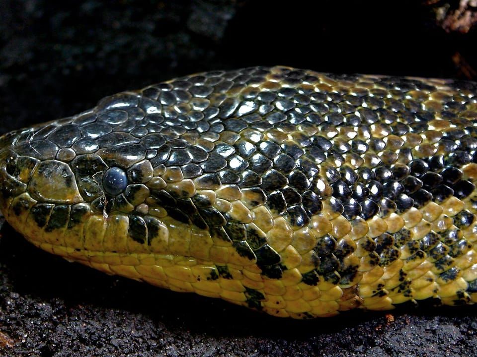 A yellow anaconda with black blotches on yellow scales