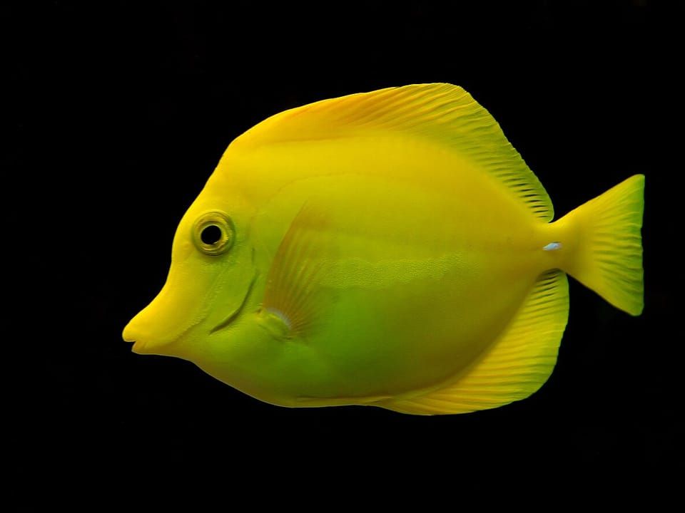 A bright yellow tang against a black background